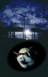 'Creature of the Night'. A masked puffer under pier. Doub... by Len Deeley 